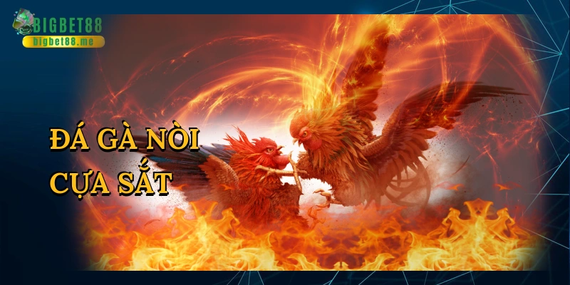 Đá gà nòi cựa sắt