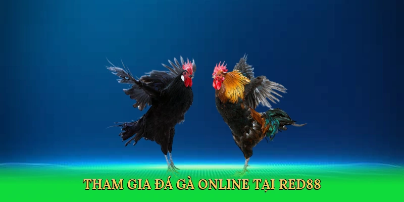 Đá Gà Red88 – Chinh Phục Sàn Đấu Kịch Tính Cùng RED88