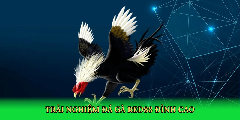 Đá Gà Red88 – Chinh Phục Sàn Đấu Kịch Tính Cùng RED88