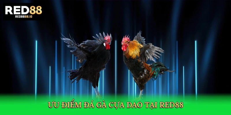 uu-diem-da-ga-cua-dao-tai-red88-3